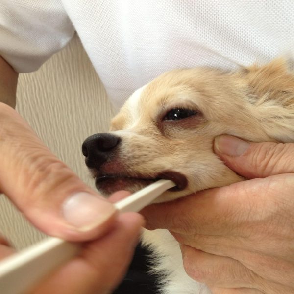 Mind Up Micro Dog Toothbrush Ultra Small Dog Dental Care-2