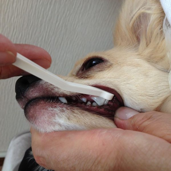 Mind Up Micro Dog Toothbrush Ultra Small Dog Dental Care-3