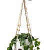 GARDIFE Hanging Planter 8" Set with Self Watering Saucer – White-0